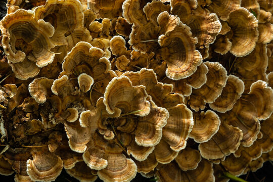 Gloeophyllum sepiarium mushroom on the tree into the forest. Rusty gilled polypore