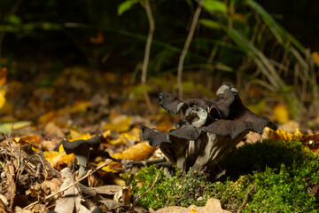Naklejka na ściany i meble Black trumpet mushroom, Horn of Plenty, Caterellus cornucopioides, in lush moss in the forest