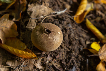 The Lycoperdon umbrinum is an edible puffball mushroom , stacked macro photo