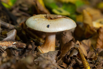 deadly cortinarius orellanus mushroom. Against the background of autumn foliage in the forest