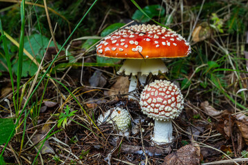 Red Wild Amanita Muscaria Mushroom. A red Amanita Muscaria mushroom growing in the wild