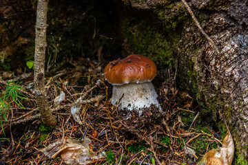 Boletus edulis or cep, edible wild mushroom in a forest
