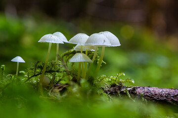 mycena epipterygia between the moss in the forest
