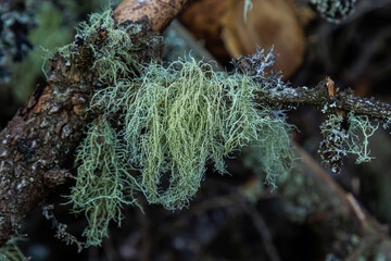 Usnea barbata ,old man's beard, or beard lichen growing naturally on turkey oak tree in Florida,...