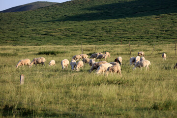  A flock of sheep are eating grass on the grassland