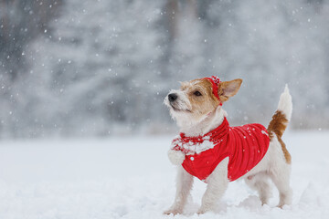 Jack Russell Terrier in a red jacket, hat and scarf stands in the forest. There is a snowstorm in the background. Christmas concept