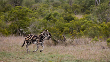 Fototapeta na wymiar a Zebra in running motion