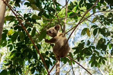 Foto auf Alu-Dibond Koala © Lucas