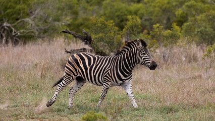 Fototapeta na wymiar a Zebra in running motion