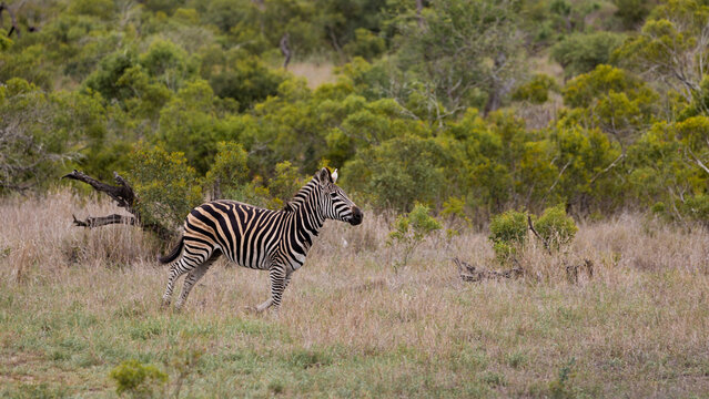 a Zebra in running motion