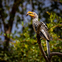 yellow hornbill with a millipede snack