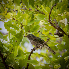 a klaas cuckoo in a tree