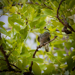 a klaas cuckoo in a tree