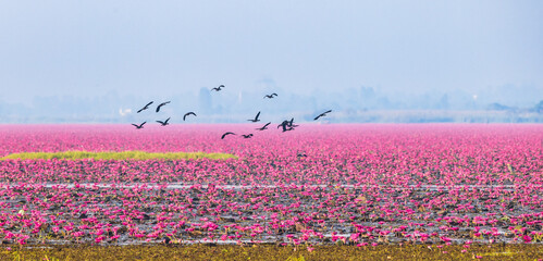The Lesser Whistling-Duck flying on the lake and red lotus at Udonthani province, Thailand.