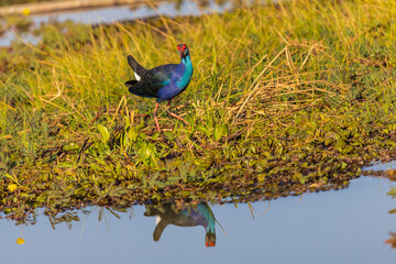 Beautiful Purple swamphen bird in the swamp.