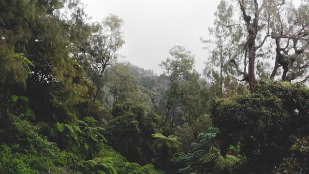 Forward aerial into the rugged green rainforest jungle of Mount Catur, Bali, Indonesia