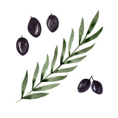 Watercolor olives branches painting elements isolated on white background