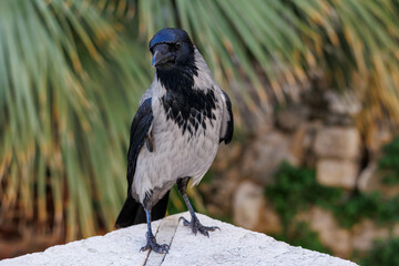 Crow close-up on a background of palm leaves