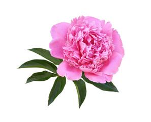 Pink peony flower and leaves isolated on white or transparent background - obrazy, fototapety, plakaty
