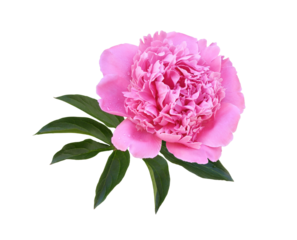 Pink peony flower and leaves isolated on white or transparent background