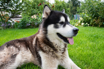 Alaska malamute