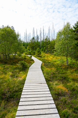 Obraz premium Landscape at the Torfhausmoor in the Harz National Park. Nature at the rain bog near Torfhaus. 