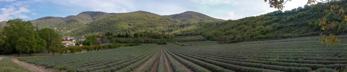 Panoramic view of a lavander field in springtime - Auribeau - Vaucluse - Luberon - Provence Alpes Cote d'Azur - France