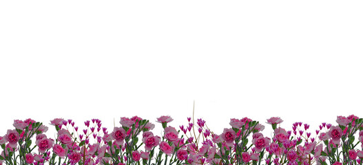 spring flowers, rose border isolated on empty background