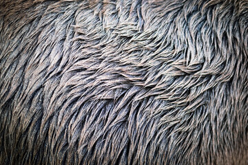 Dirty with sand equine hair fur texture background