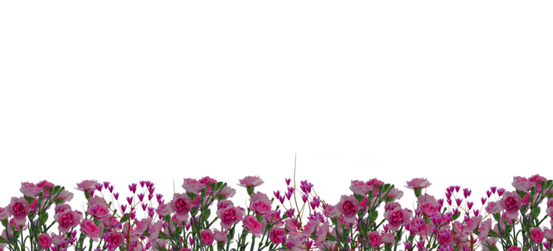 spring flowers, rose border isolated on empty background