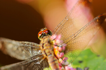 Japanese dragonfly "Mayutateakane (Sympetrum eroticum eroticum)" back head style. Close up macro photography.
