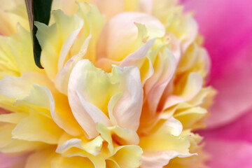 Fototapeta na wymiar フリルのように縮れた花びらが印象的な、白、黄、ピンク色が混ざり合った色合いのバラ花部のマクロ接写画。
