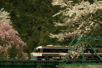 桜咲く高山本線を走るキハ85系ワイドビューひだ