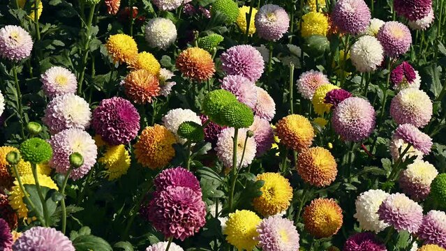 Various colours of Chrysanthemums Pompon flowers grow in the garden.