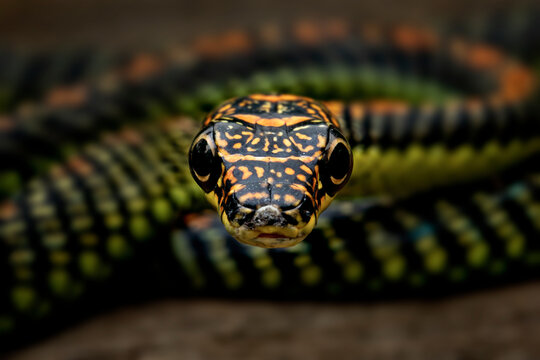 Paradise Tree Snake or Paradise Flying Snake (Chrysopelea paradisi) is a species of snake found in South Eastern Asia.