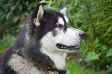 Alaska malamute