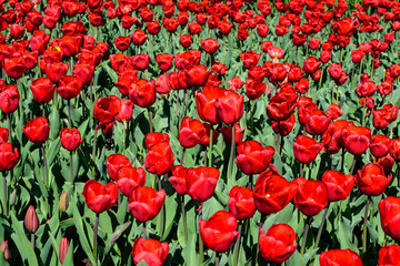 Fototapeta na wymiar Many delicate vivid red tulips in full bloom in a sunny spring garden, beautiful outdoor floral background photographed with soft focus
