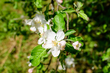 Close up of a branch with delicate white apple tree flowers in full bloom with blurred background in a garden in a sunny spring day, beautiful Japanese cherry blossoms floral background, sakura