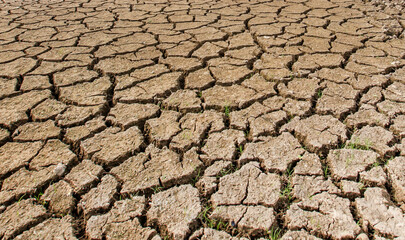 rice field cracked in the summer