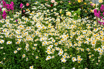 Many vivid yellow and white flowers of Chamomile or camomile plant in a garden in a sunny spring day, beautiful outdoor botanical background with selective focus