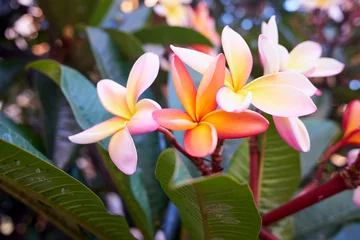 Zelfklevend Fotobehang Plumeria rubra flower in Madeira, also known as red jasmine, frangipani or temple tree. It is a deciduous plant species belonging to the genus Plumeria. Photo taken in Madeira, Portugal. © 3dillustrations