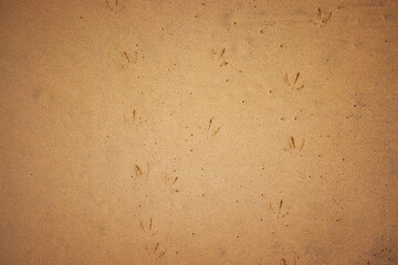Bird tracks in sand. Detail of footprints of a bird on beach in golden sand.