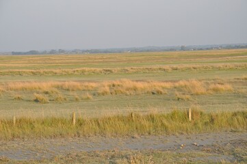 Salt marshes of the bay of  Mont Saint Michel