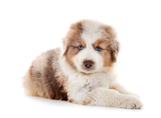 Miniature American Shepherd