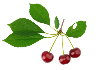 ripe cherry berries on a branch, isolate on a transparent background