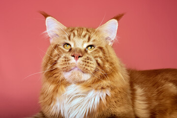 A big maine coon cat resting on pink background.