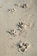 A dog's footprints in the sand on the beach
