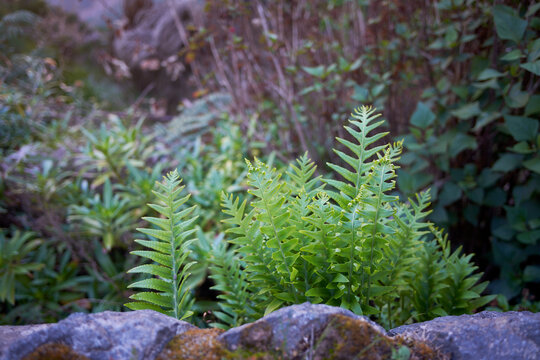 Polypodium vulgare, the common polypody, is an evergreen fern of the family Polypodiaceae.
