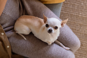 Small white chihuahua dog on woman's lap.