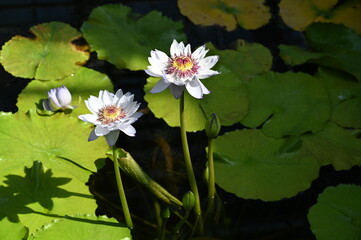 white water lily